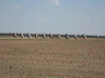 img_0334