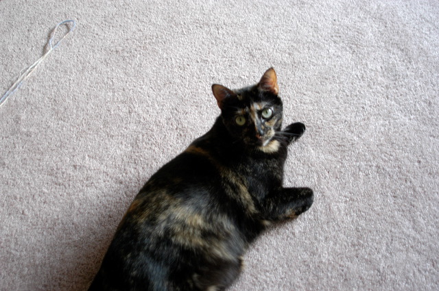 dsc_9342.jpg
