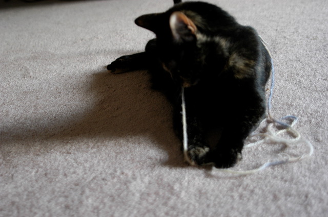 dsc_9351.jpg